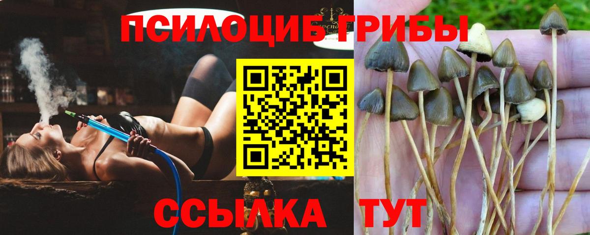 Галлюциногенные грибы Psilocybine cubensis Чебоксары